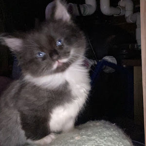 Meet your Posher, Lucy